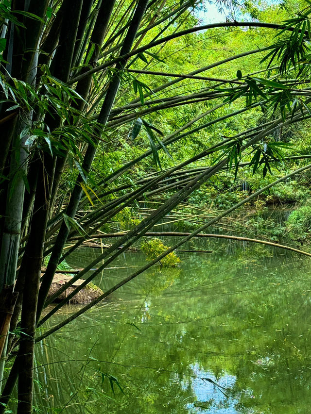 秘境探幽——中山五桂山，藏於城市的綠野仙蹤