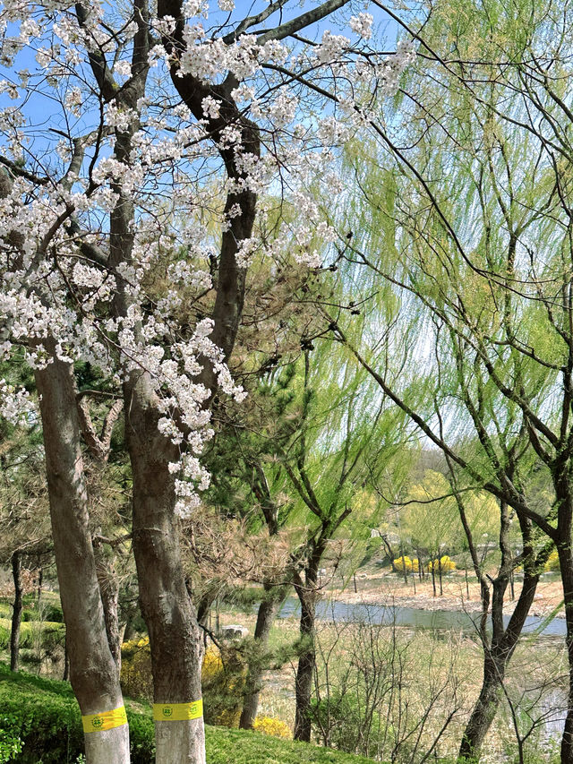 總要去趟濰坊學院吧，赴一場春天的櫻花之約