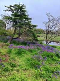 杭州私藏桃花源古林公園春日浪漫暴擊！