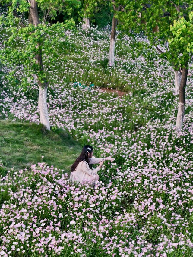 南昌踏青·馬蘭圩濕地公園｜闖入現實版“莫奈花園”