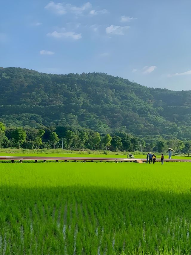 標題：從化秘境｜闖入宮崎駿嘅夏日稻香童話
