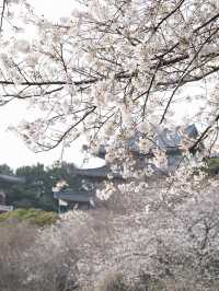 🌸韓國濟州藥泉寺櫻花｜古剎裡的靜謐浪漫🌸
