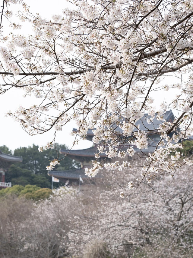 🌸韓國濟州藥泉寺櫻花｜古剎裡的靜謐浪漫🌸