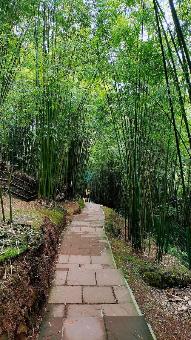 川西竹海|25℃綠意秘境清涼之旅全指南