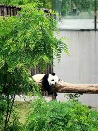 Chengdu 4 Day Trip Itinerary