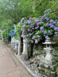 奈良長谷寺 | 繡球花的古寺雅韻