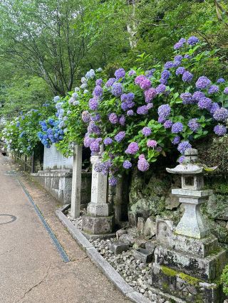 Nara Hase-dera | The Elegant Charm of Hydrangeas at the Ancient Temple