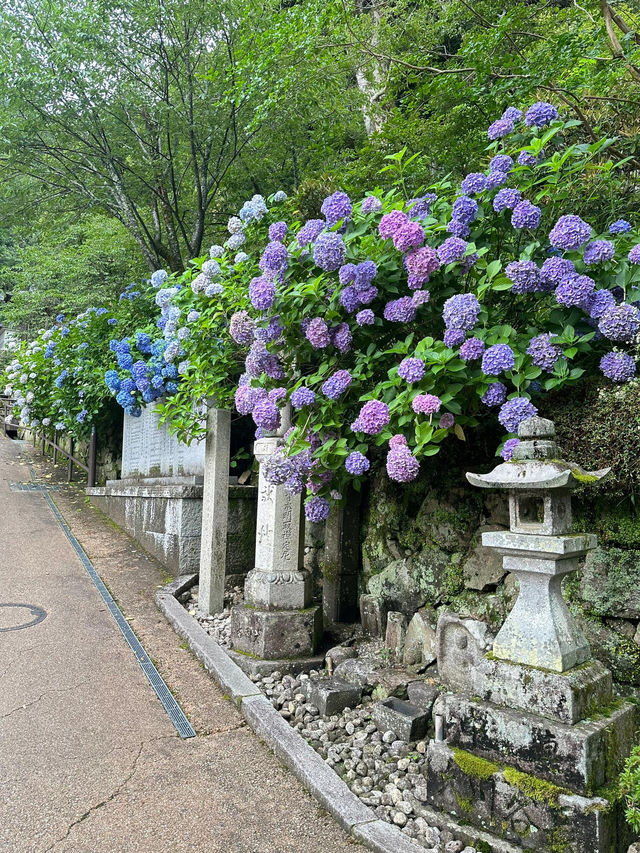 奈良長谷寺 | 繡球花的古寺雅韻