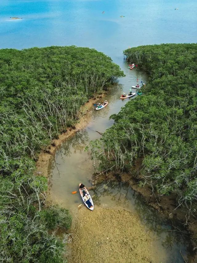 Tai Mei Tuk Mangrove Forest in Hong Kong: Kayaking Adventure