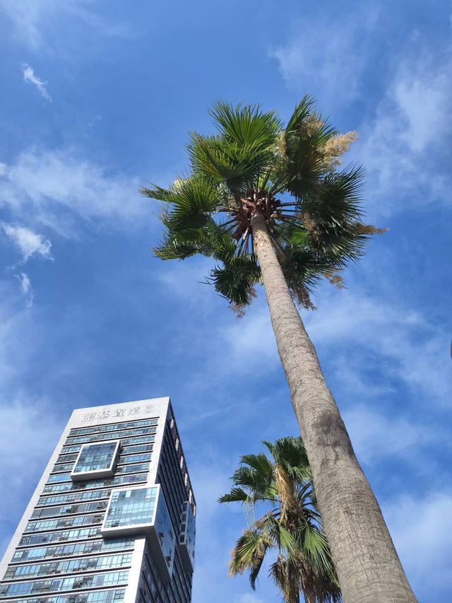 南寧古城牆嘅呢棵樹太有生命力啦！