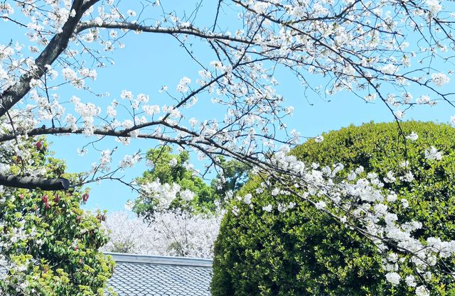 武漢櫻花暴擊！東湖呢場粉紅雪崩，靚到犯規