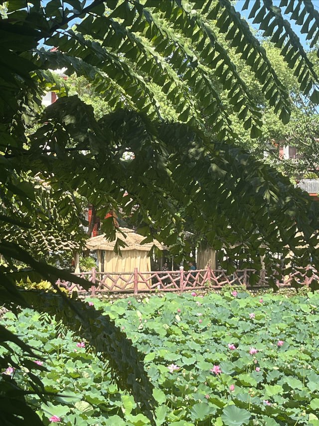 夏日賞荷，感受一份美好與寧靜