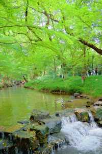 杭州雲棲竹徑：夏日竹海避暑秘境全指南