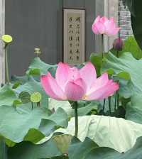 瀋陽回龍寺|邂逅千年唐風，解鎖歷史古韻