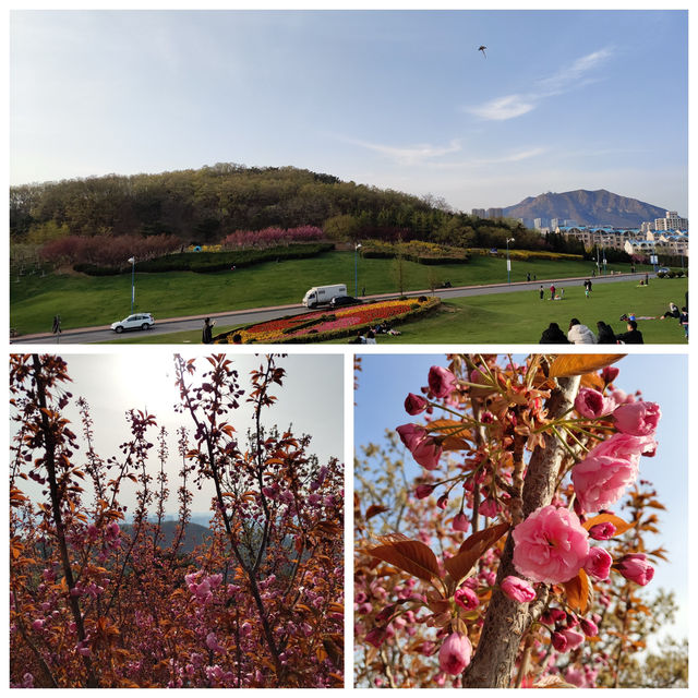 春臨濱城：大連櫻花的浪漫密語🌸