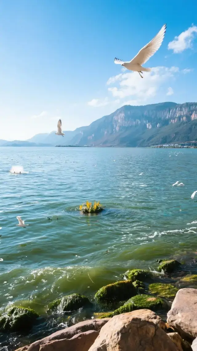Encounter Red-billed Gulls by Dianchi Lake: 3 Days 2 Nights in Kunming · Experience the Poetic Spring City for 2000 RMB