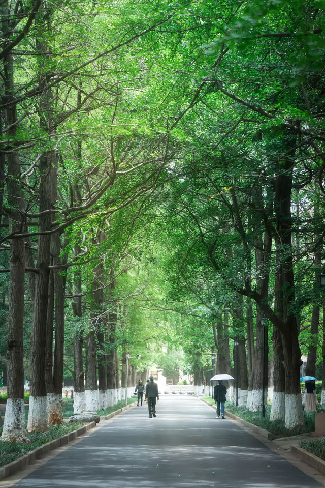雲南大學遊玩攻略：探尋百年學府的魅力