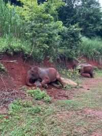 Wonderful Elephant Tour Experience