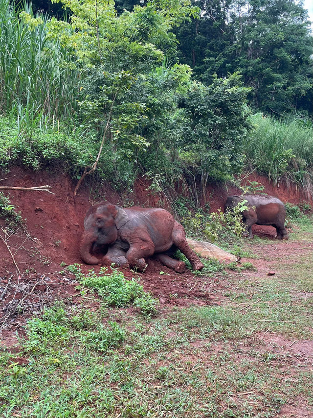 Wonderful Elephant Tour Experience