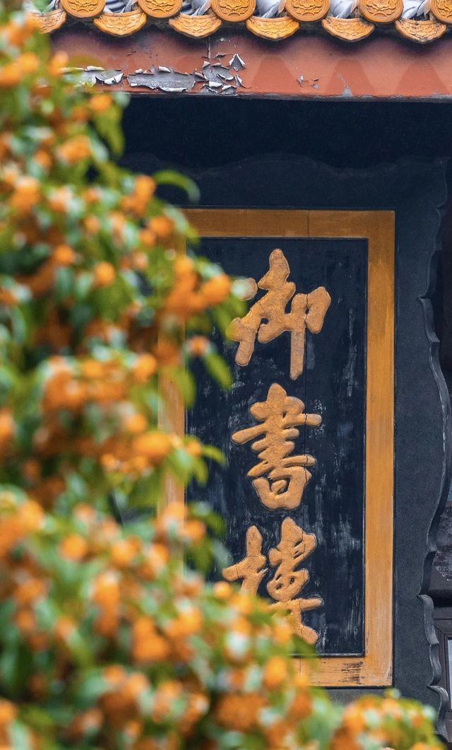 漫步湖大，邂逅金桂之美