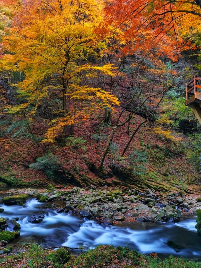 免門票|漢中黎坪紅葉即將進入最佳觀賞期