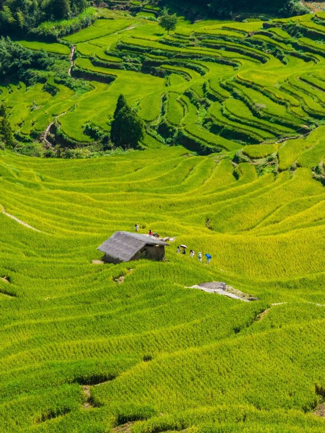 國慶反向遊！梯田曬秋人少景美，遛娃出片！
