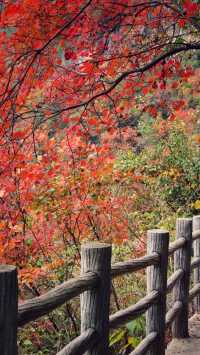 吐血整理三峽紅楓一日遊攻略巫山紅葉美哭我