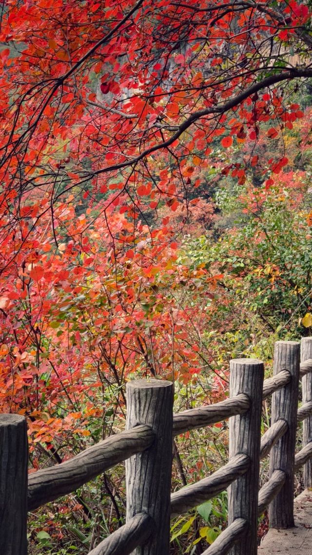 吐血整理三峽紅楓一日遊攻略巫山紅葉美哭我