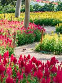 廈門忠崙公園賞花+住宿全攻略 | 錦江之星品尚伴你愜意秋遊