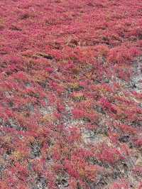 盤錦紅海灘：一場與時間賽跑的視覺盛宴