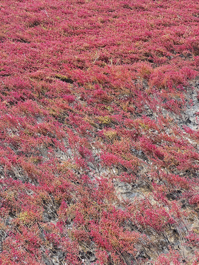 盤錦紅海灘：一場與時間賽跑的視覺盛宴