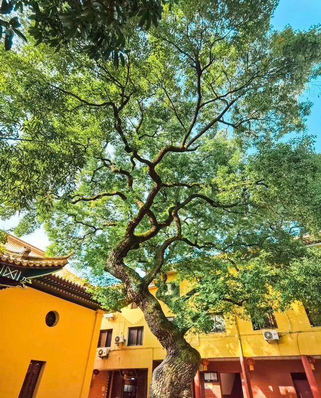 禪意千年佑民寺