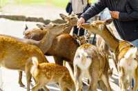 奈良公園賞楓-鹿與紅葉的秋日童話
