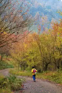 成都周邊一日往返，個不廢腿的彩林秘境