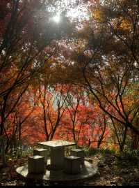 一、核心景點與遊玩感受
1. 明孝陵：10月底至11月下旬是最佳觀賞期，6:30-18:30開放