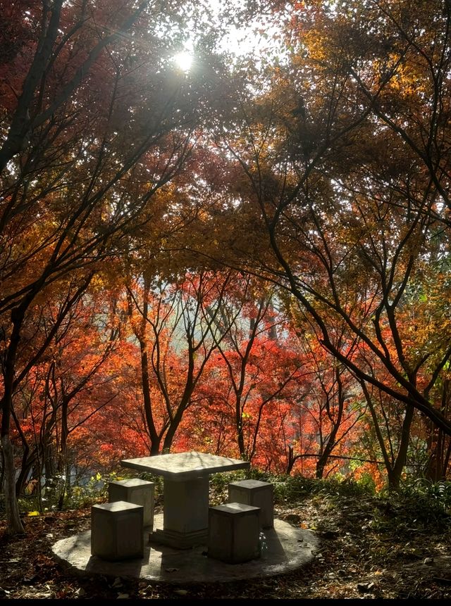 一、核心景點與遊玩感受
1. 明孝陵：10月底至11月下旬是最佳觀賞期，6:30-18:30開放