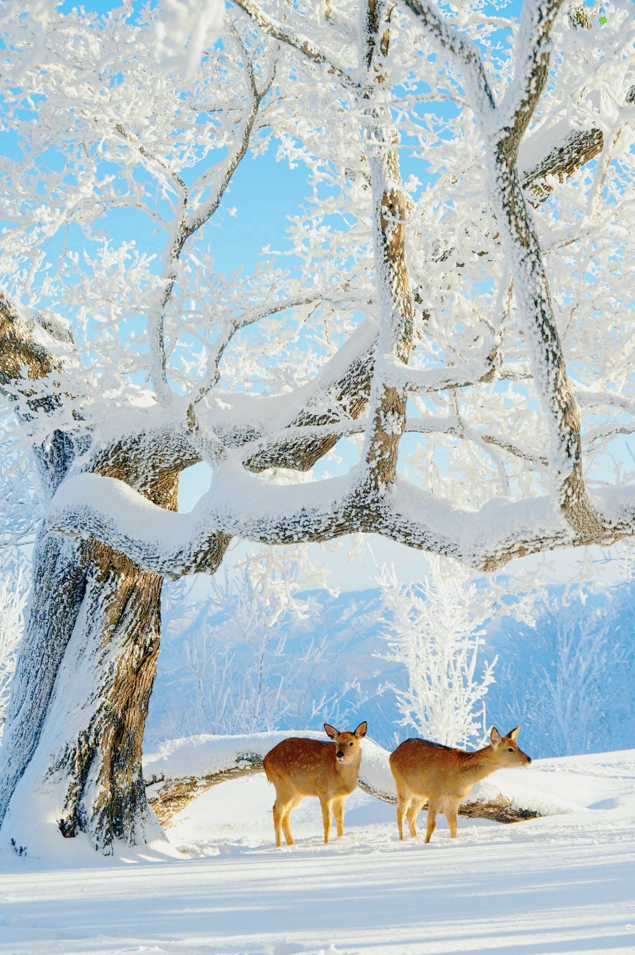 Everyone should come to Jilin to see the rime ice at least once in their lifetime