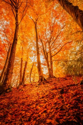 내셔널 지오그래픽이 거짓말하지 않았다! 광무산의 가을, 정말 신화가 될 만큼 아름답다!