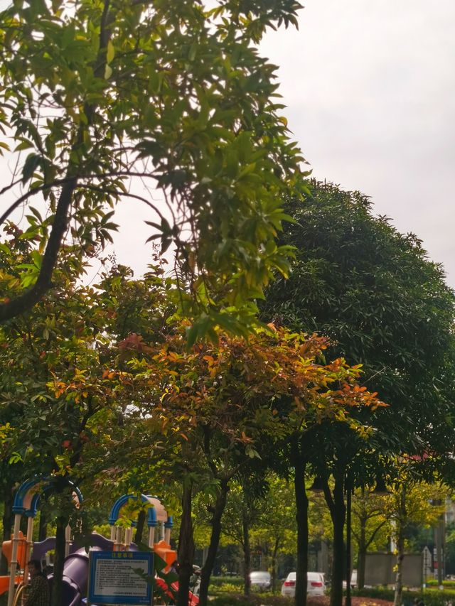 不止運動!江門元寶山公園,藏著嶺南秋日的詩意與活力 不止運動!江門元寶山公園,藏著嶺南秋日的詩意與活力