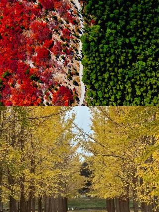 Jinan's autumn is going wild! 3 days of City Walk + mountain trails, with a pitfall avoidance guide?