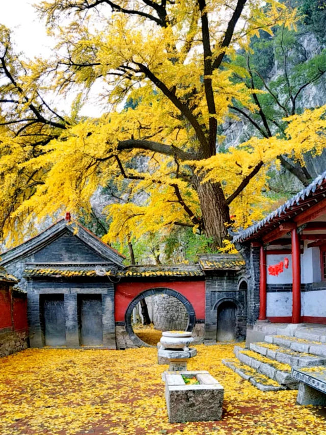 淄博白石洞11月遊玩攻略:邂逅千年銀杏之美 淄博白石洞11月遊玩攻略:邂逅千年銀杏之美