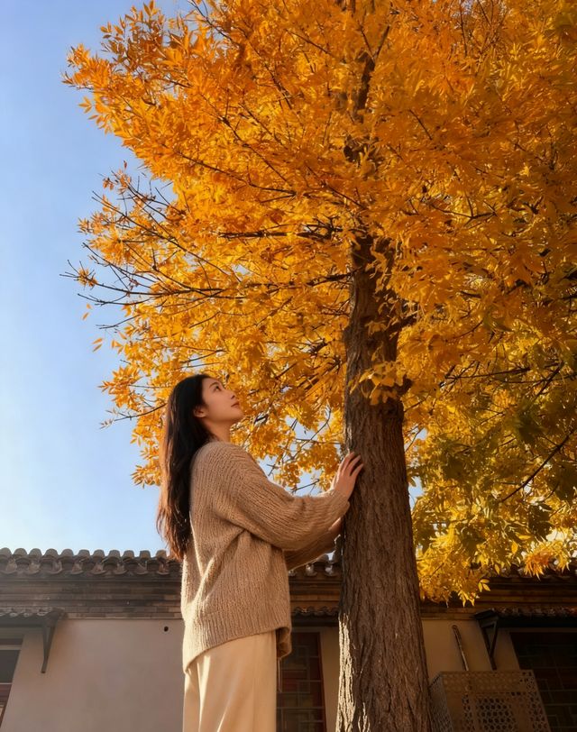 北京深秋打卡指南｜胡同裡的金色童話世界