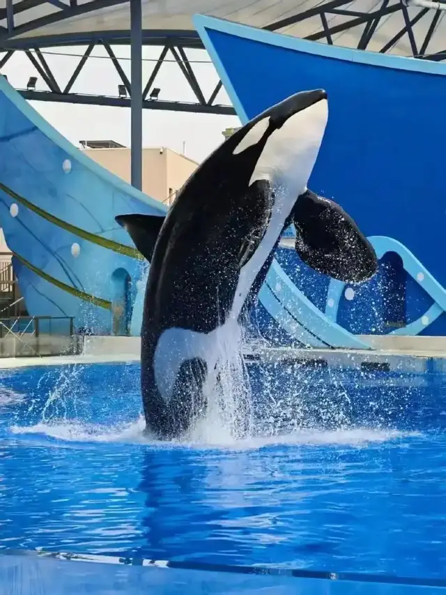 N times visiting Shanghai Haichang Ocean Park｜A foolproof parent-child travel guide