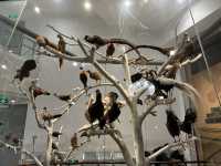 【上海自然博物館·萬物皆可見】超萌攻略來啦！