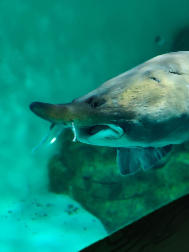 永泰歐樂堡福州版海洋王國 永泰歐樂堡福州版海洋王國