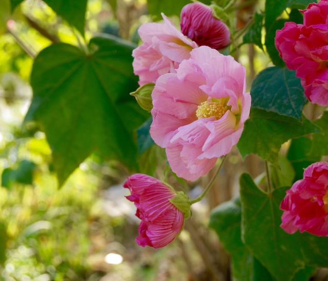 深秋「好色」去上海植物園 深秋「好色」去上海植物園