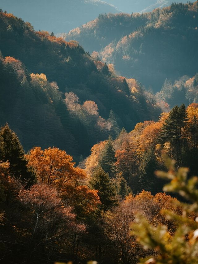 帶娃賞秋不踩雷！光霧山紅葉攻略來啦