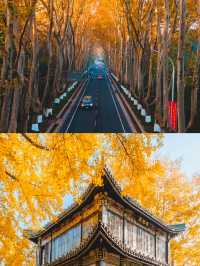11月衝南京賞秋！18個寶藏機位+避坑指南，美到窒息