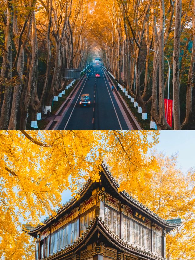 11月衝南京賞秋！18個寶藏機位+避坑指南，美到窒息