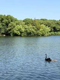 魔都隱蔽寶藏!西郊賓館免費參觀全攻略